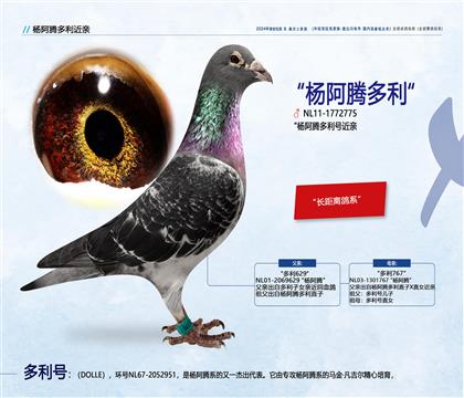 <楊阿騰原舍>多利號近親