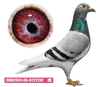 范登布克-基特爾佳人207