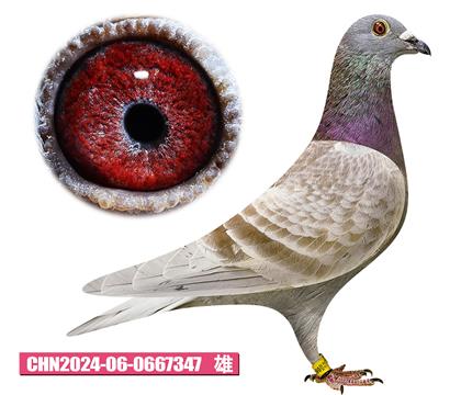 范登布克-新紅號347