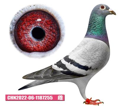 噶斯頓-奶酪佳人255
