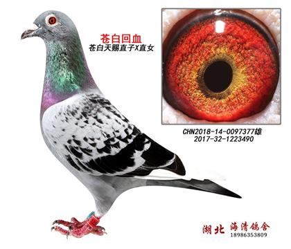 nnѪ377