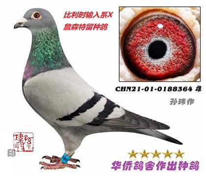2̖(ho)--r(sh)ݔϵXղɭѪN-01