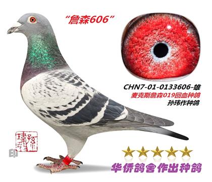 3̖(ho)--ղɭ019ϵѪN013360