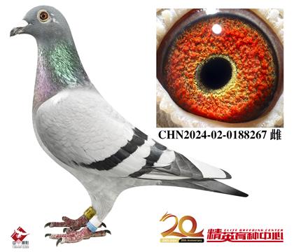 Ӣ˹94-178HOŮ