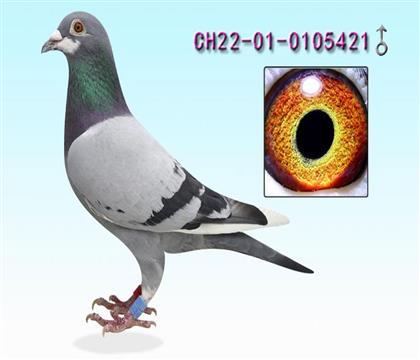 ңS䌦ֱ