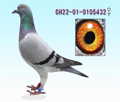 ҽHѪ432