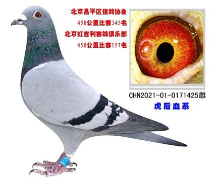 北京紅吉利賽鴿俱樂部450公里比賽157名