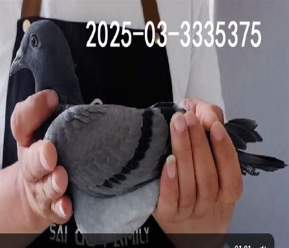 .WӴ25-03-3335375