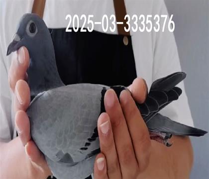 .WӴ25-03-3335376