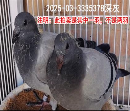 .WӴ378