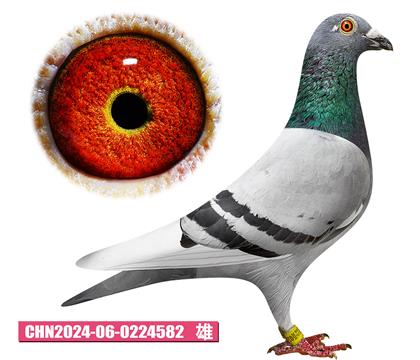 ǲ-ؠ582