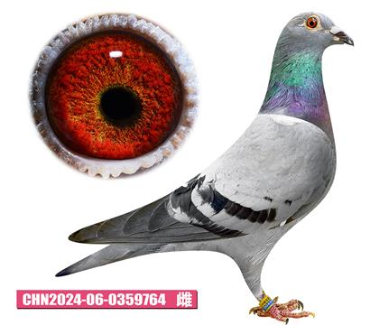 w-μ764