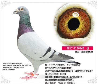 埃里克.林伯格 --雷米901直子 雄