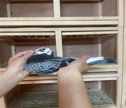 Ӣ˹Ѫϵ