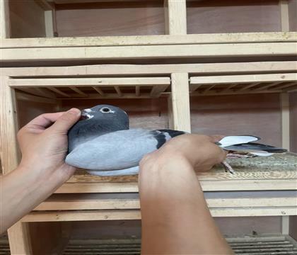 Ӣ˹Ѫϵ