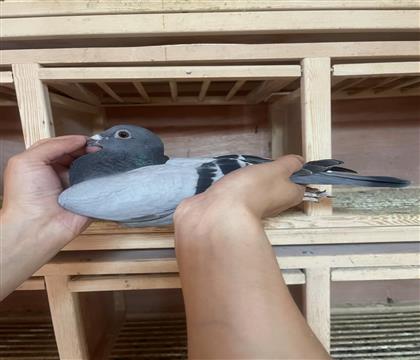 Ӣ˹Ѫϵ
