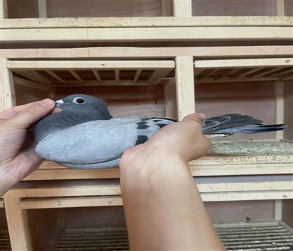 Ӣ˹Ѫϵ
