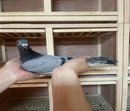 Ӣ˹Ѫϵ