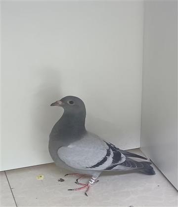 ɣʿ