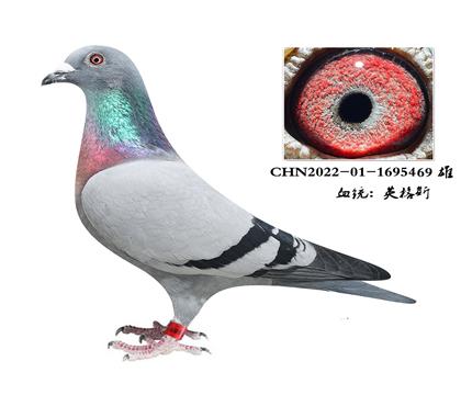 L(fng)䌦(du)Ѫϵ