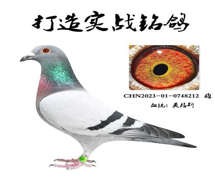 Ӣ˹ȫƽֱ݅
