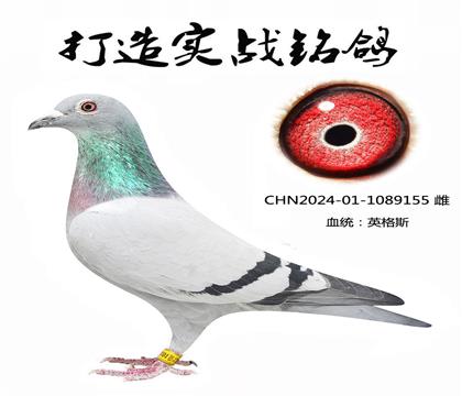 Ӣ˹܊֮Ѫϵ