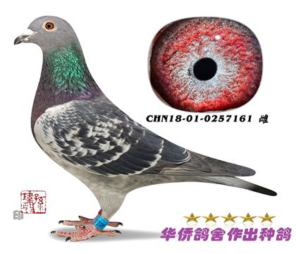 6̖(ho)--ղɭ019ϵN0257161-c(din)-ɰ-