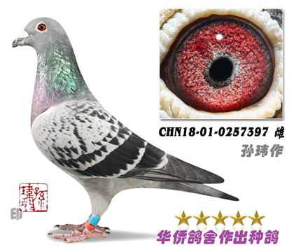 11̖(ho)--ղɭt019ϵѪN0257397-