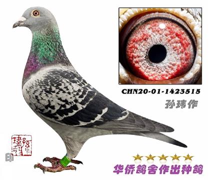 8̖(ho)--ղɭ019ϵN-1423515-