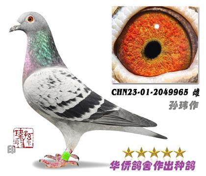 10̖(ho)--ղɭ019ϵѪN2049965-