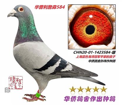 5̖(ho)--ղɭ019ϵѪN-1423584-