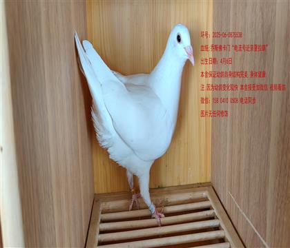 ˹T̖Hɫ` h(hun)5538