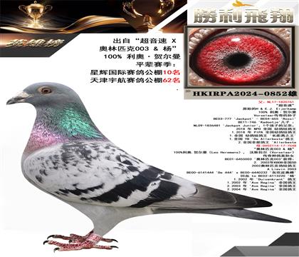 “超音速X奧林匹克003X楊”利奧·賀爾曼