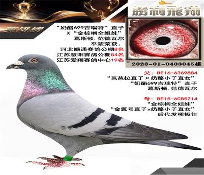 “奶酪699吉瑞特”直子x“金棕 櫚全姐妹”