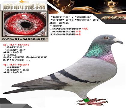 威廉·迪布恩“天王星”直子X“墨菲定律”直女