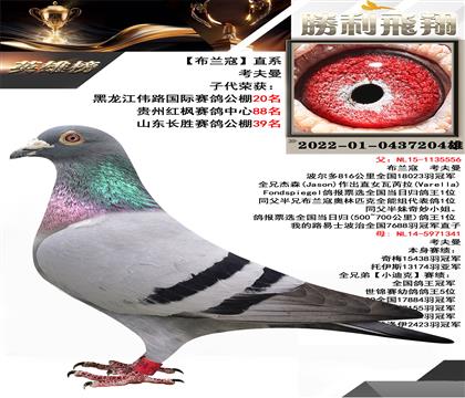 血統(tǒng):考夫曼”布蘭寇“直系