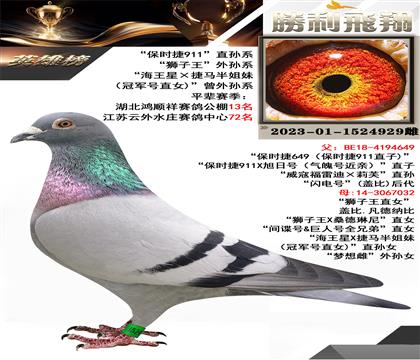 “保時捷911”直孫系“獅子王”外孫系