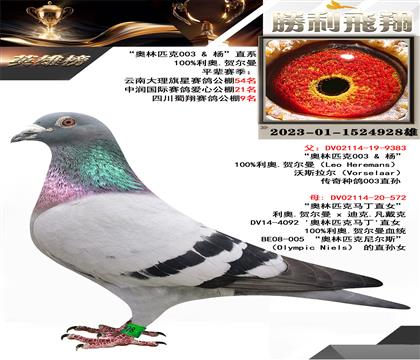 “奧林匹克003 X楊”直系