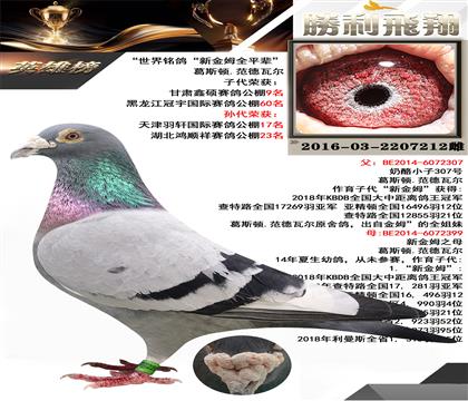 “世界銘鴿”“新金姆全平輩”