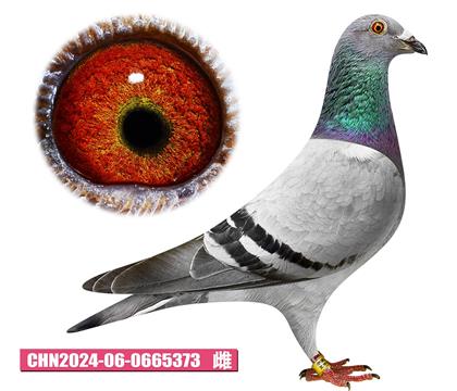 范登布克-基特爾佳人373
