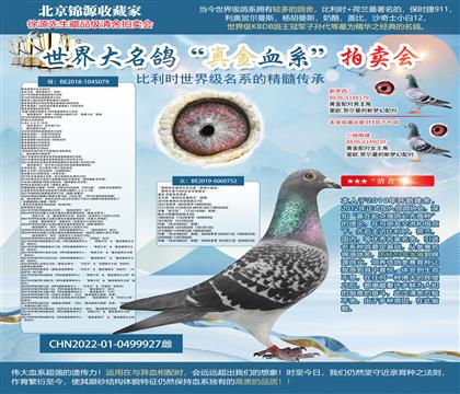最佳基特爾22-0499927雌