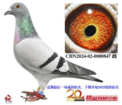 奶酪世界銘鴿“240”孫女+098直子