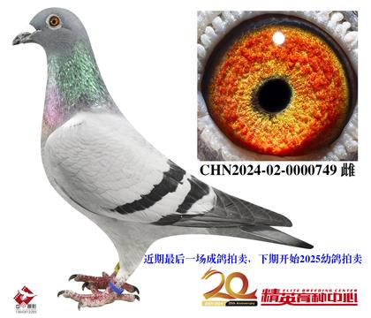 世界銘鴿“保時(shí)捷911