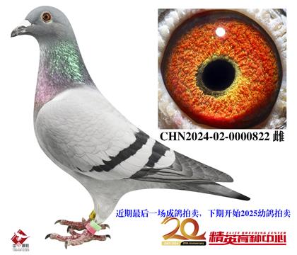 蓋比世界銘鴿”白腹號(hào)“高代近親