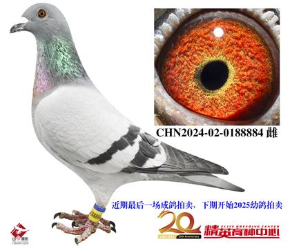 凡登布克精華匯聚