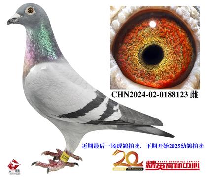 世界銘鴿”保時(shí)捷911“直孫