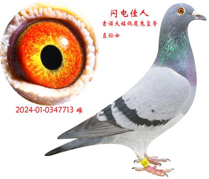 W늼