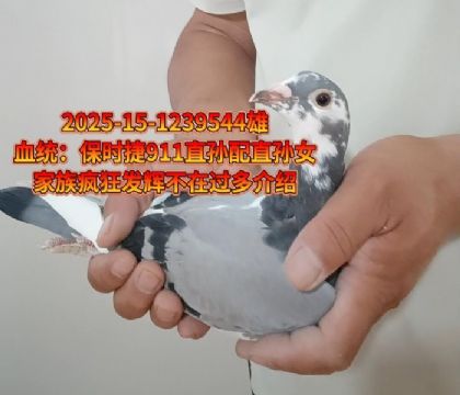 保時(shí)捷911直孫x直孫女