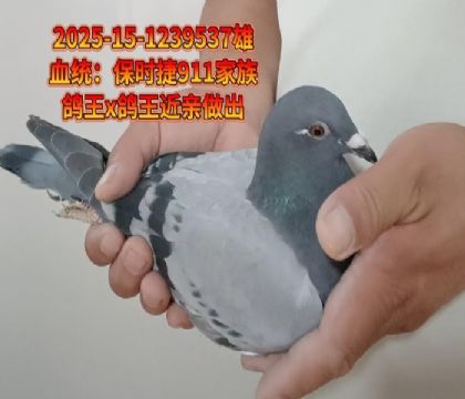 保時(shí)捷911家族鴿王x鴿王