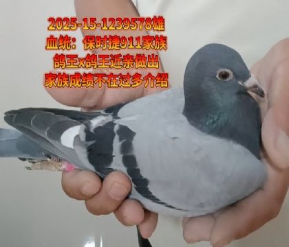 保時(shí)捷911家族鴿王x鴿王